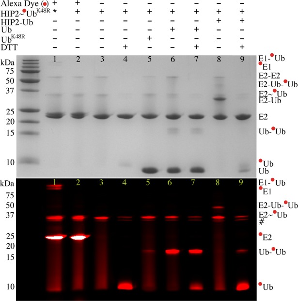 Fig 4