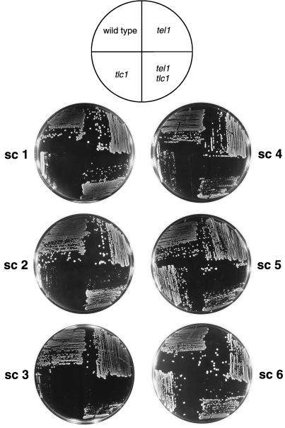 FIG. 6