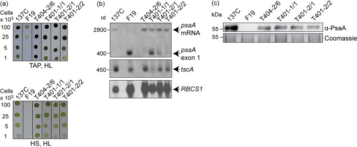 FIG 1