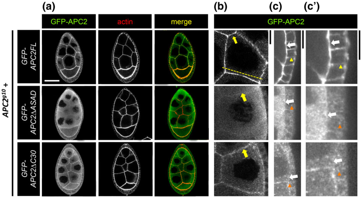 FIGURE 2