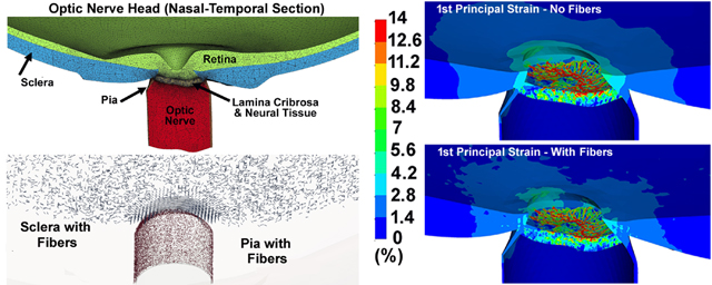 graphic file with name nihms-1772486-f0001.jpg