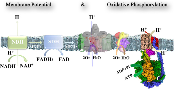 FIG 1