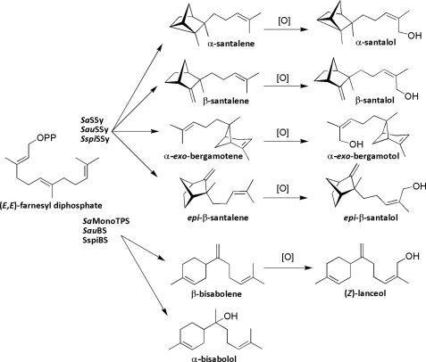 FIGURE 1.