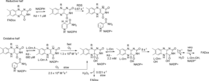 SCHEME 2.