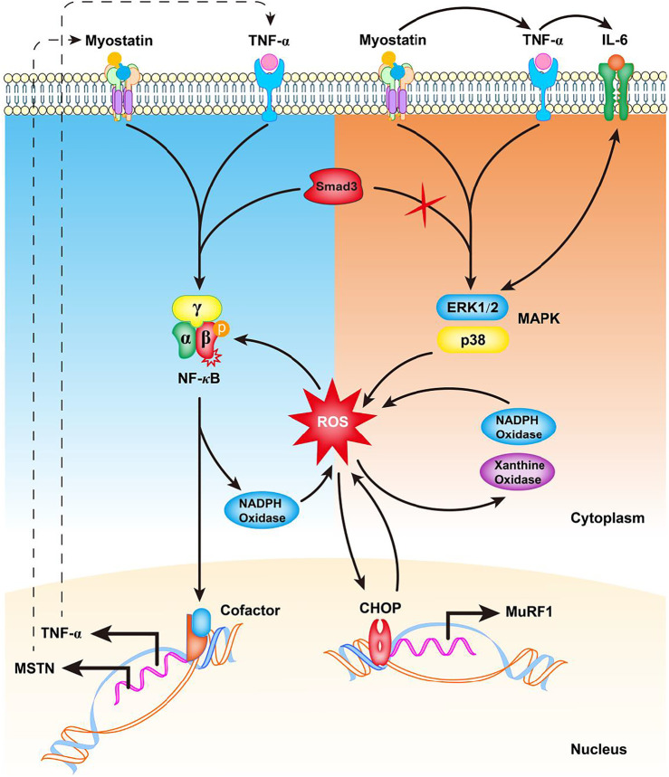 Regulation of Myostatin on the Growth and Development of Skeletal ...