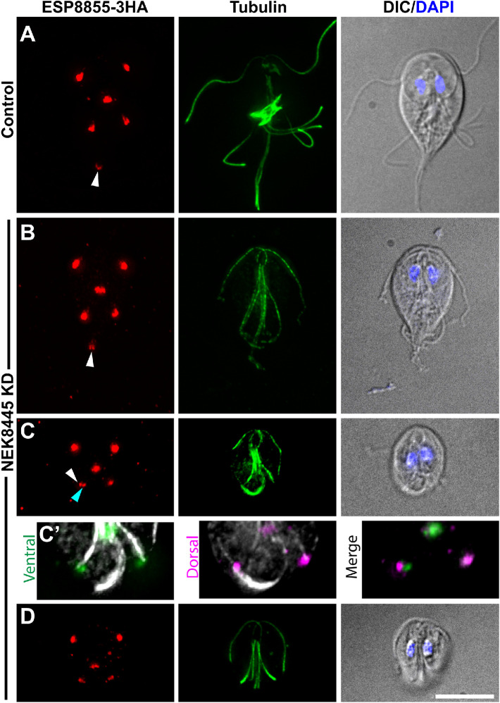 FIGURE 7: