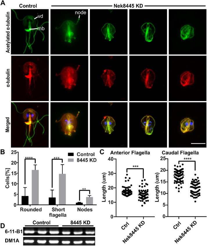 FIGURE 4: