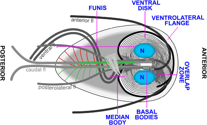 FIGURE 1: