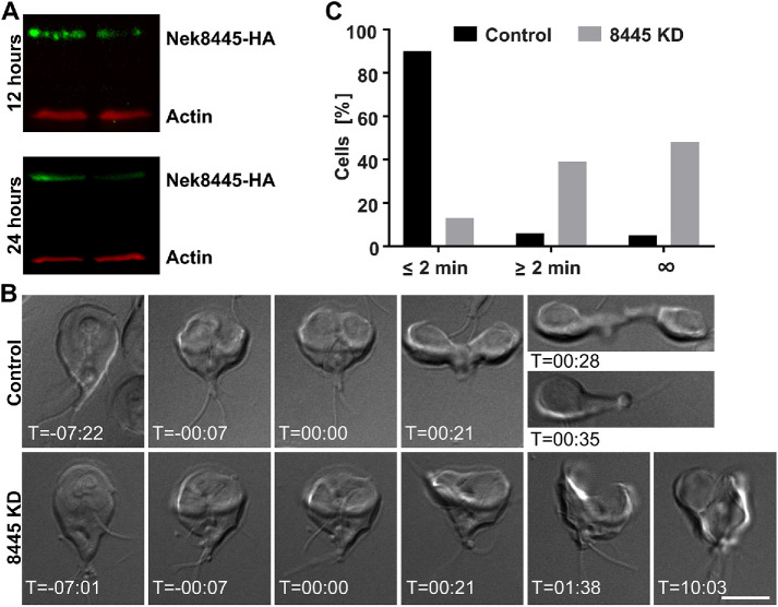 FIGURE 2: