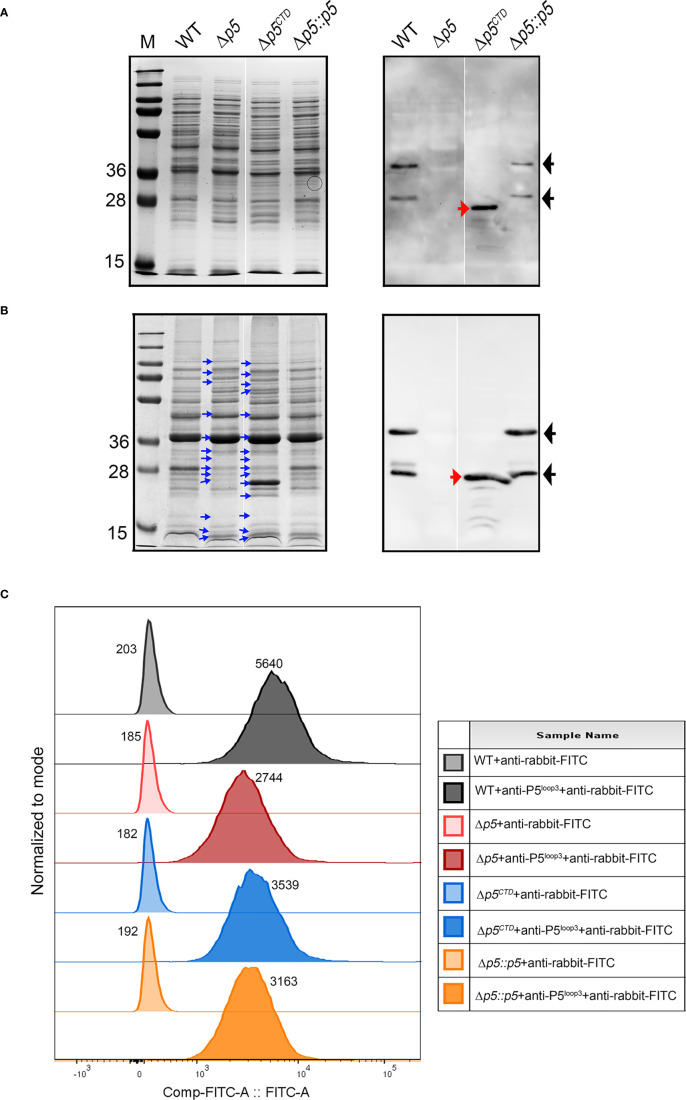 Figure 2