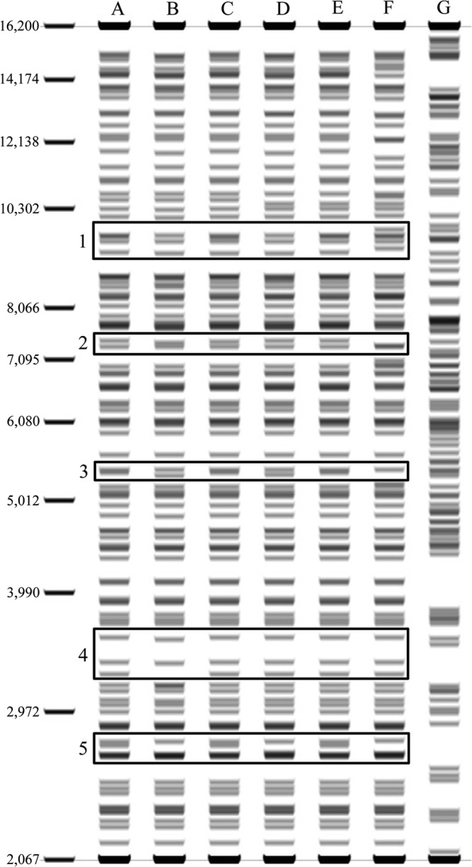 Fig 5