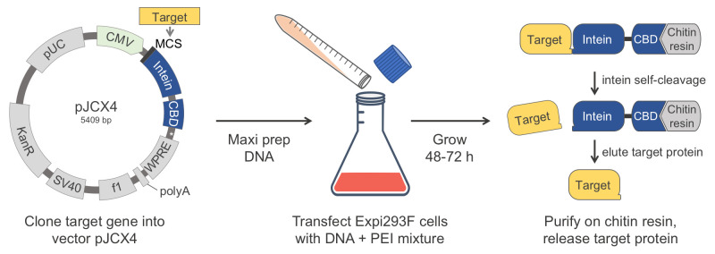 graphic file with name BioProtoc-12-06-4363-ga001.jpg