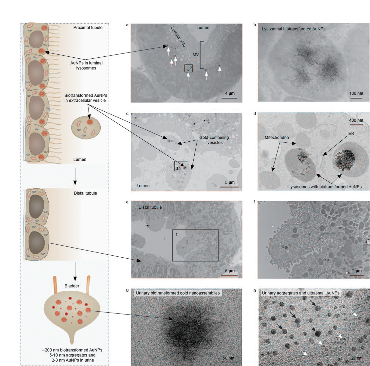 Fig. 3 |