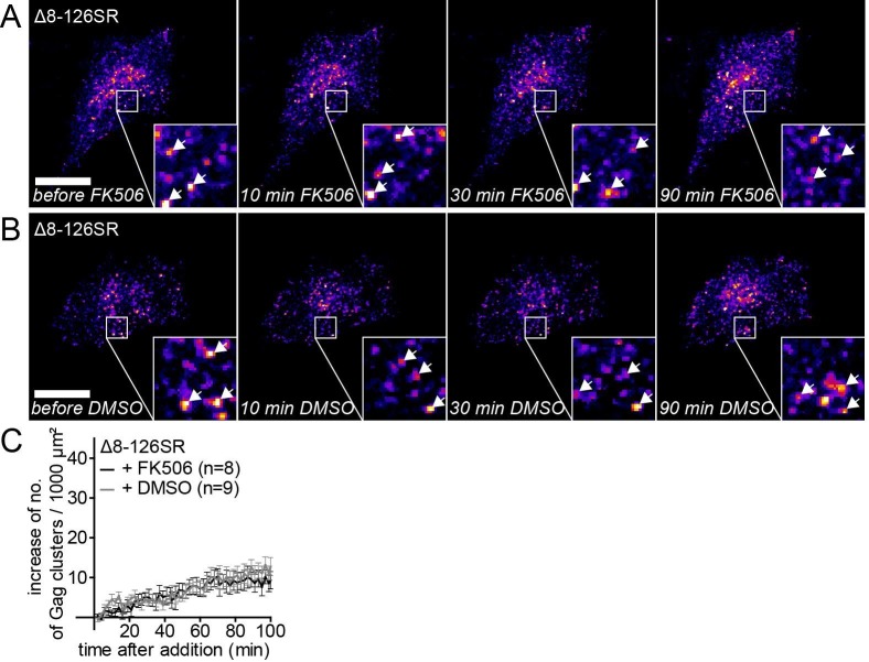 Figure 2—figure supplement 1.