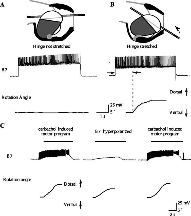 Figure 7.