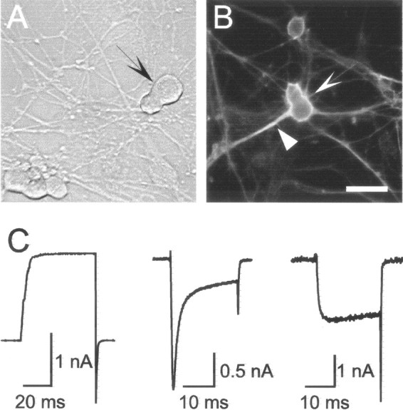 Fig. 1.