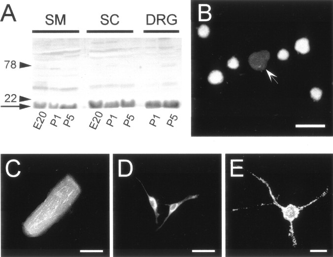 Fig. 9.