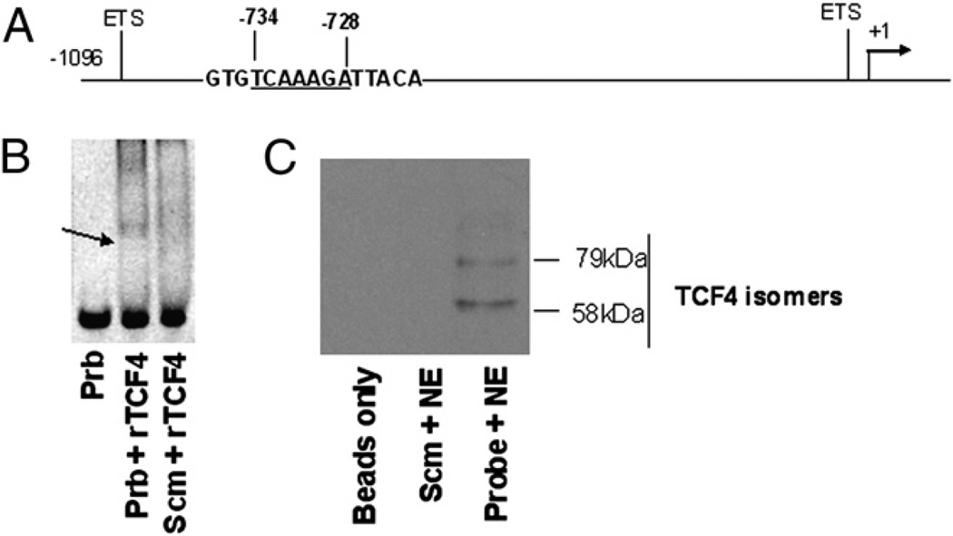 FIGURE 4