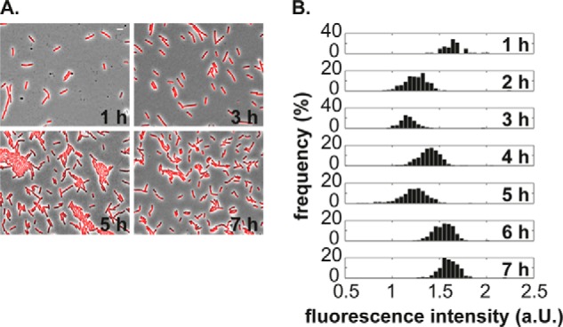 FIGURE 6.