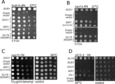 FIGURE 1: