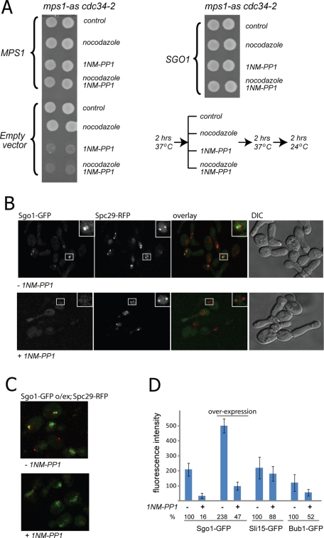 FIGURE 6: