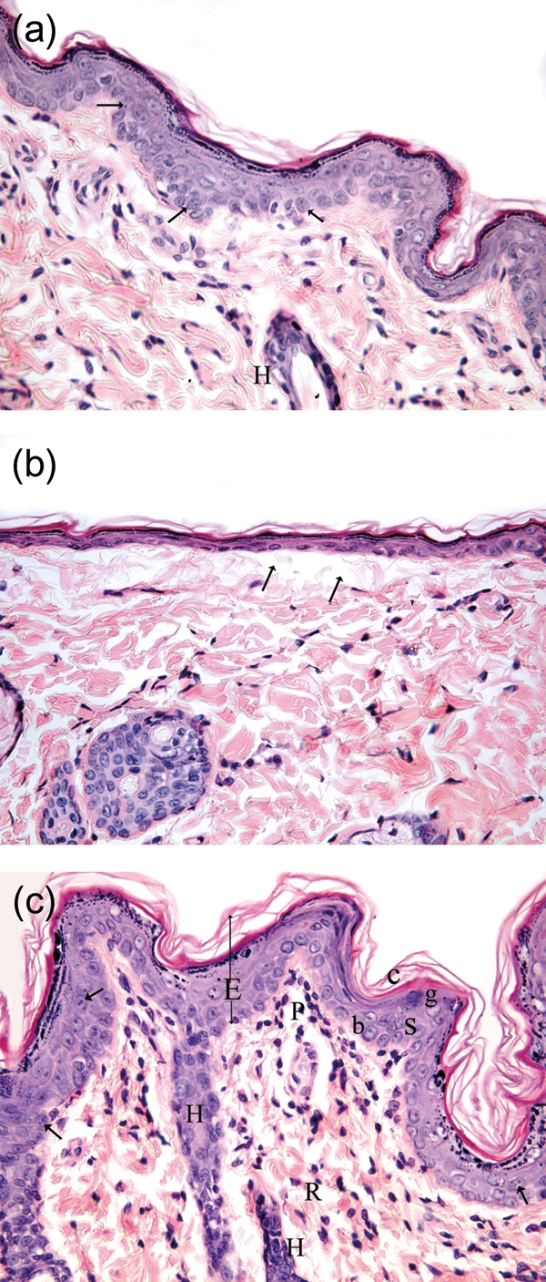 Figure 1: