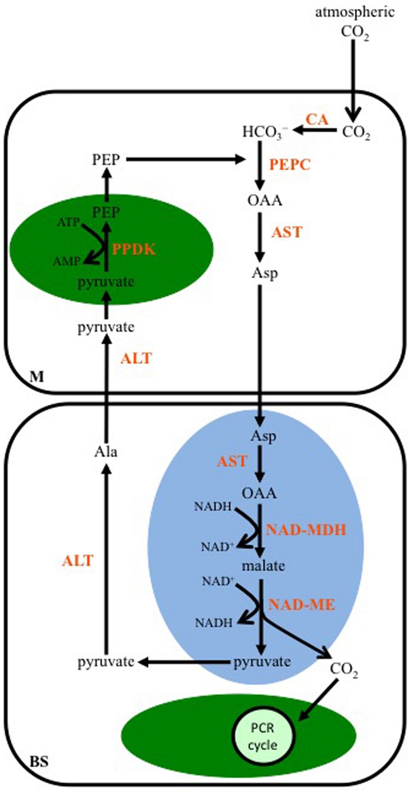 FIGURE 3