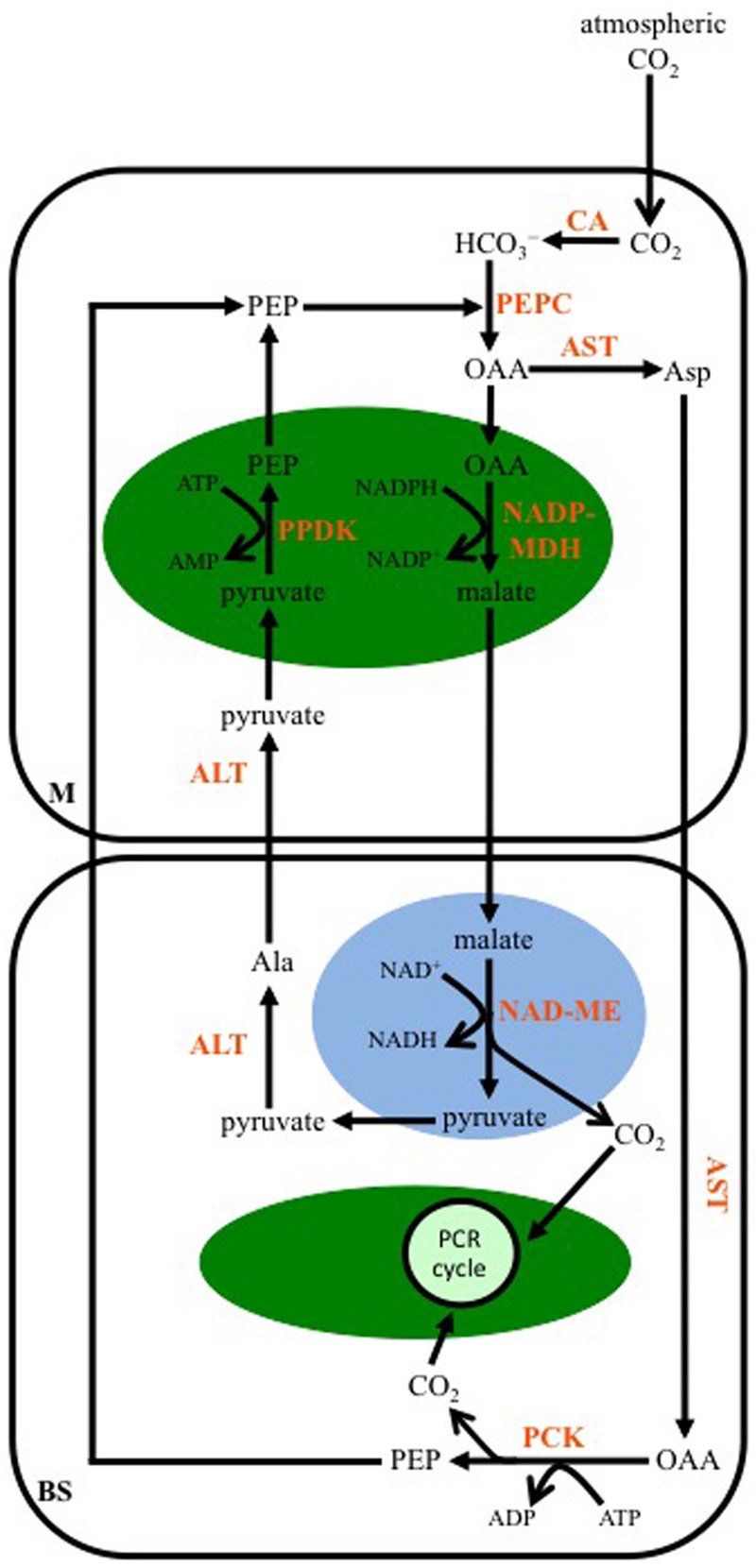 FIGURE 4