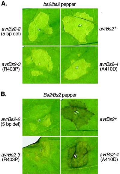 FIG. 5