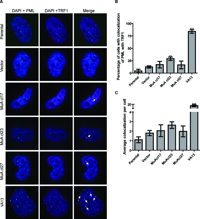 FIGURE 5: