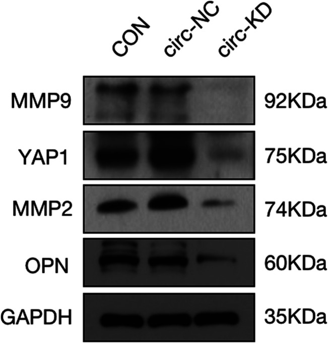 FIGURE 15