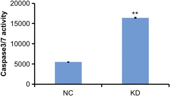 FIGURE 12