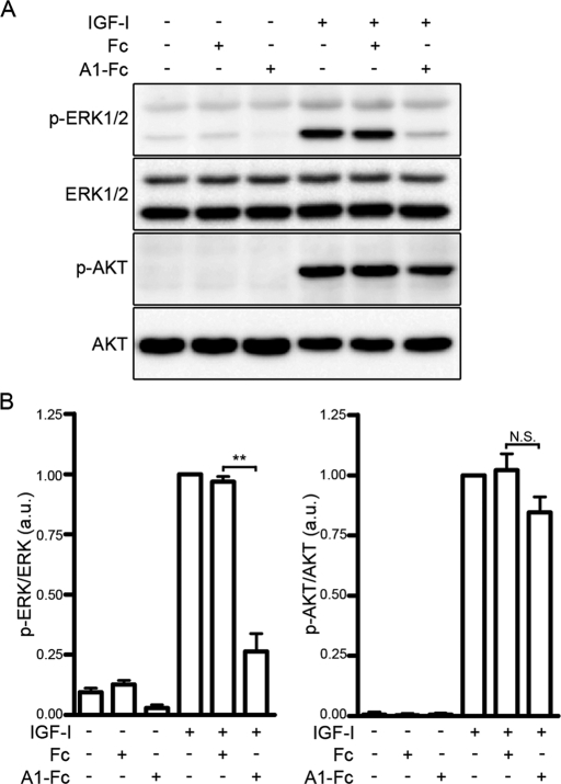 FIGURE 1: