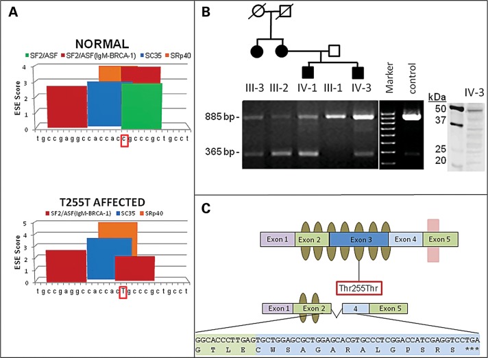 Figure 2.