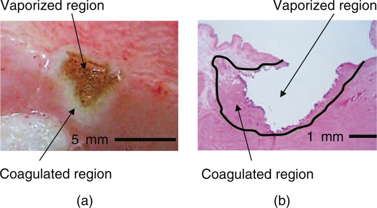 Fig. 5: