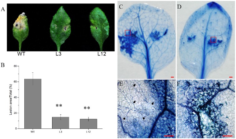 Fig 8