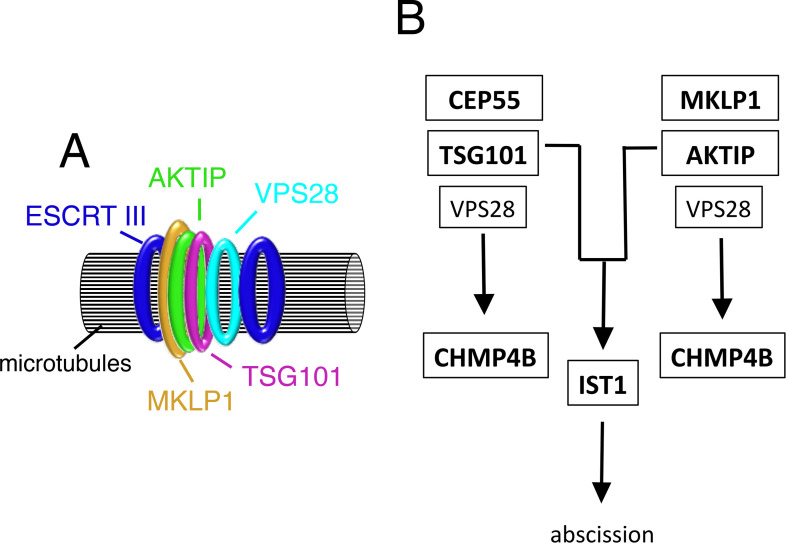 Fig 11