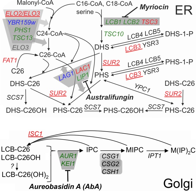 FIG 1