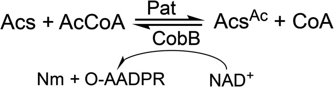 Scheme 1.