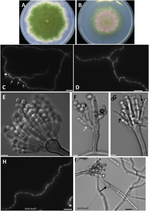 Figure 3.—