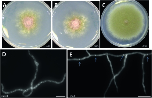 Figure 2.—