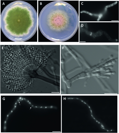 Figure 1.—