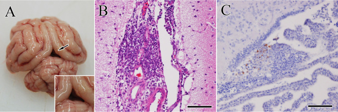 Fig. 2.