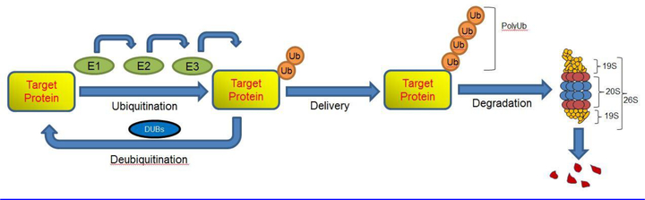 Figure 1: