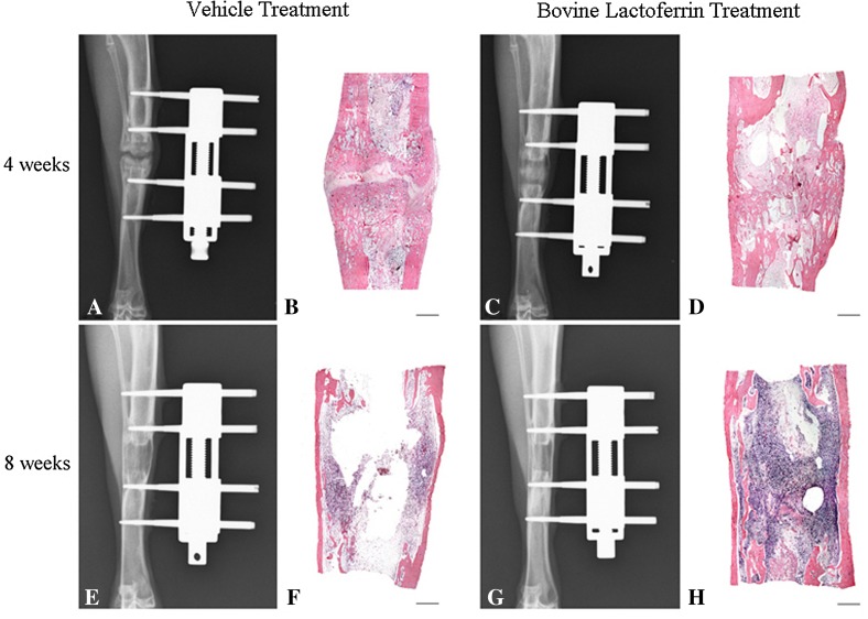 Fig. 2A–H