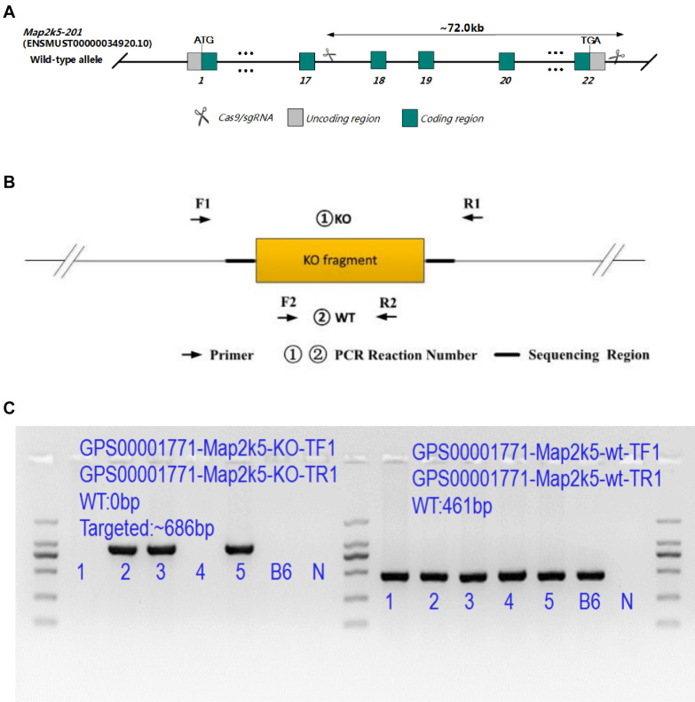 FIGURE 1