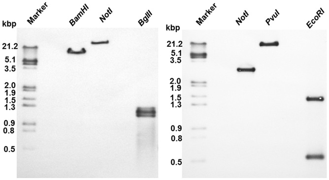 Figure 7