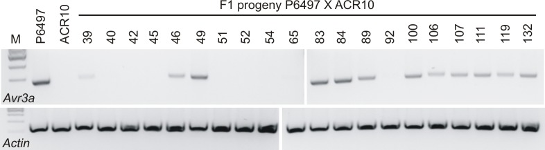 Fig 5