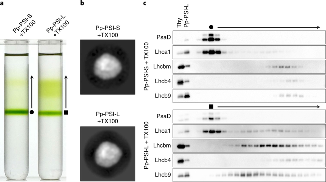 Fig. 2 |