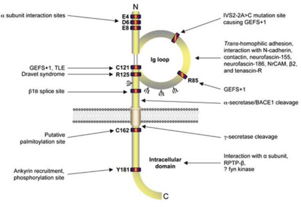 Fig. 2: